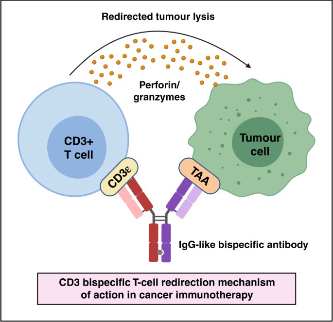 A Review Of T Cell Markers, CD3 Antigens And Antibodies - Creative ...