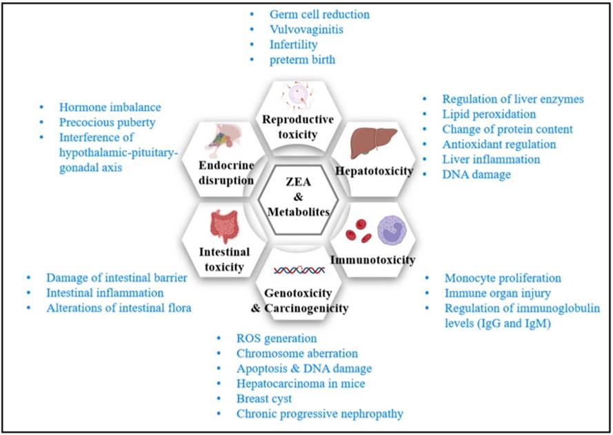 Zearalenone Introduction - Creative Diagnostics