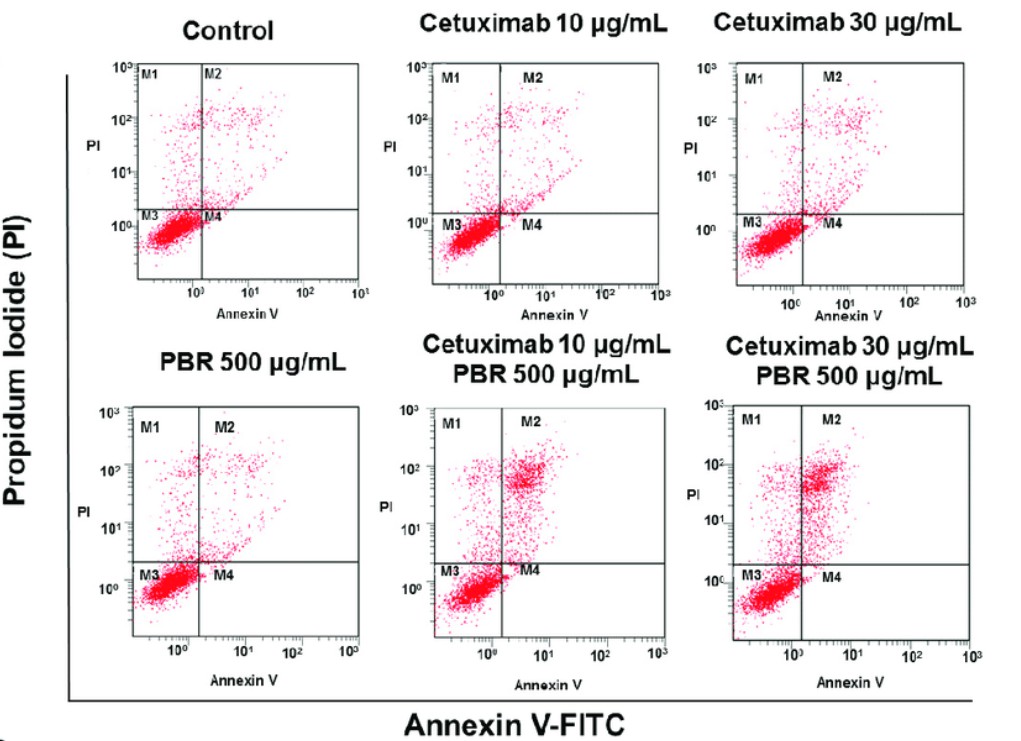 Annexin V Staining Protocol at sasinscribedblog Blog