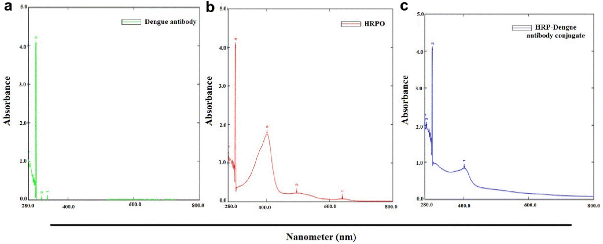 Antibody Labeling with HRP - Creative Diagnostics