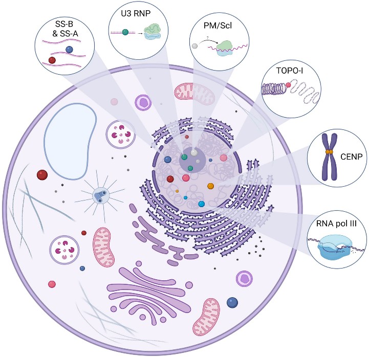 Antinuclear Antibodies - Creative Diagnostics