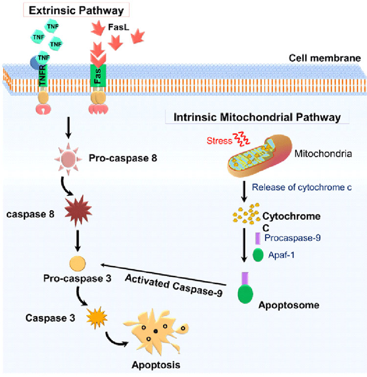 Apoptosis Assays Creative Diagnostics   Apoptosis Assays 