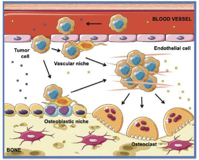 Bone Metabolism Antibodies - Creative Diagnostics