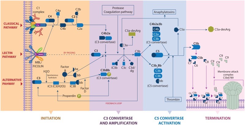 Complement System Antibodies - Creative Diagnostics