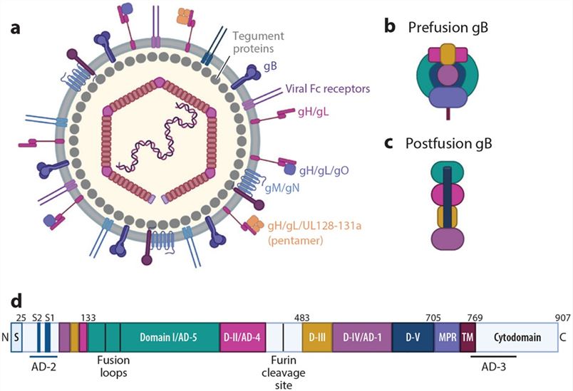 Development of Cytomegalovirus (HHV-5) Vaccines - Creative Diagnostics