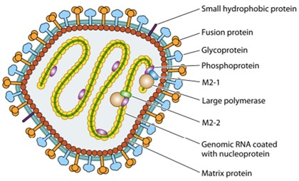 Development of Human Metapneumovirus Vaccine - Creative Diagnostics