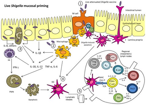 Development of Shigella Vaccines - Creative Diagnostics