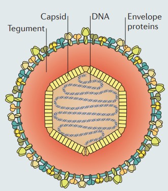 Varicella zoster virus Vaccines - Creative Diagnostics