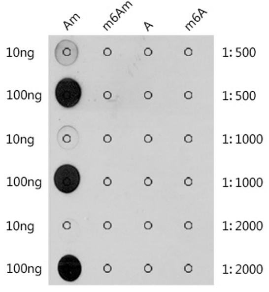 DNA/RNA Methylation Antibodies - Creative Diagnostics