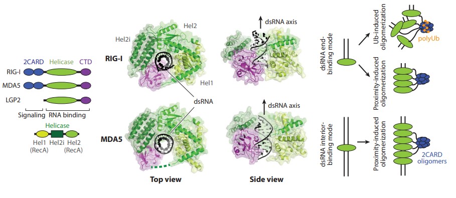 dsRNA Immune Response - Creative Diagnostics