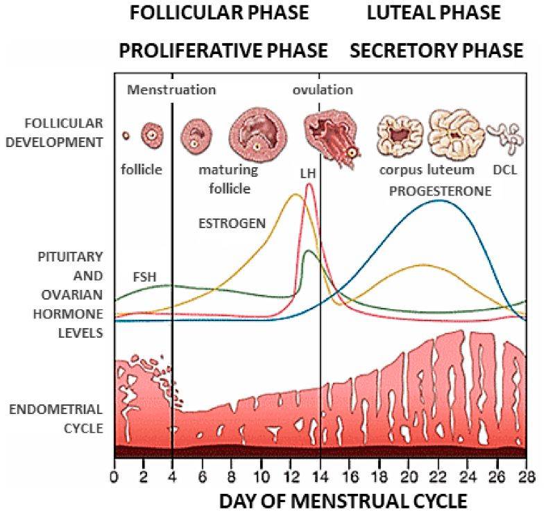 Effects of Progesterone on Endometrium, Egg Cells and Embryo ...