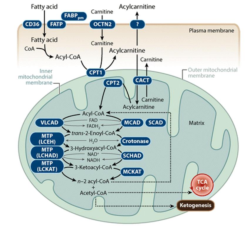 Fatty Acid Oxidation - Creative Diagnostics