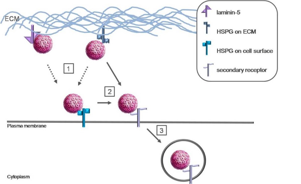 Human HPV Receptors - Creative Diagnostics