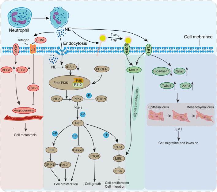 Neutrophil Elastase - Creative Diagnostics