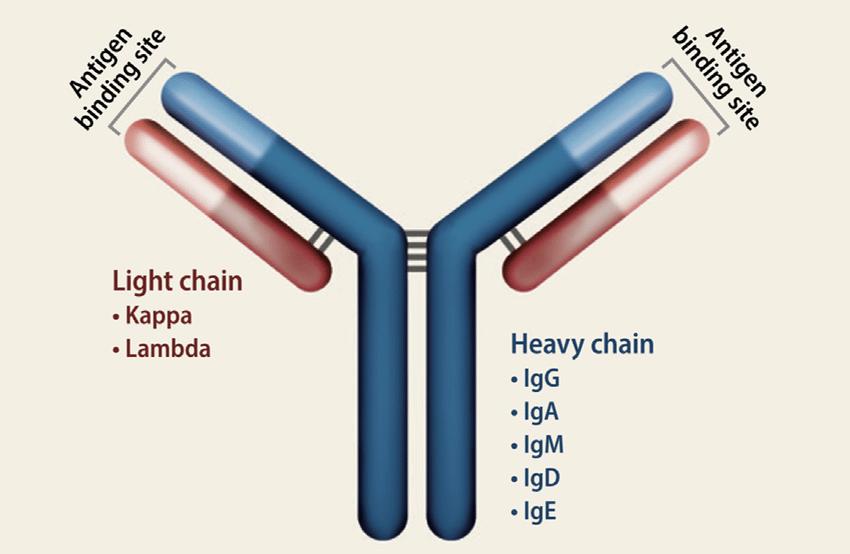 Immunoglobulin: Types, Classes and Subclasses - Creative Diagnostics