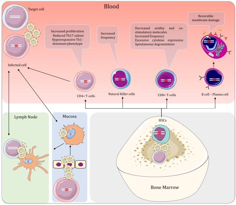 Effects of HTLV on Humans - Creative Diagnostics