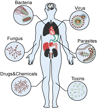 Pathogens and Virulence factors of infectious diseases