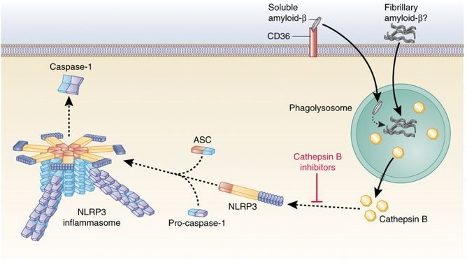 Immunology And Inflammation Signaling Pathway - Creative Diagnostics