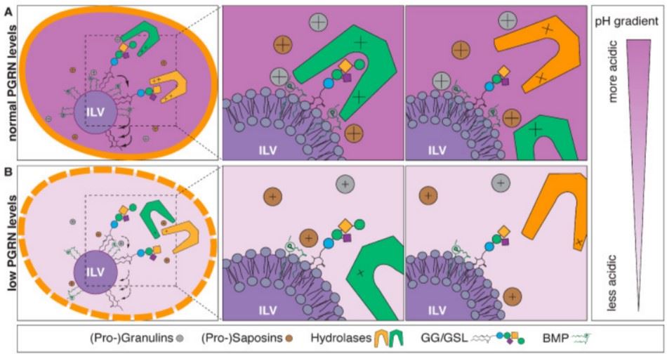 Antibodies for Lipid Metabolism and Signaling Research - Creative ...