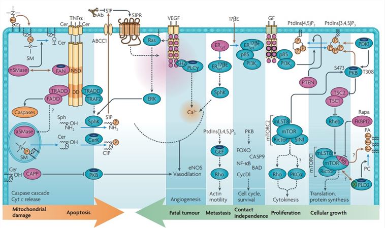 Antibodies for Lipid Metabolism and Signaling Research - Creative ...