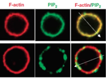 Antibodies for Lipid Metabolism and Signaling Research - Creative ...