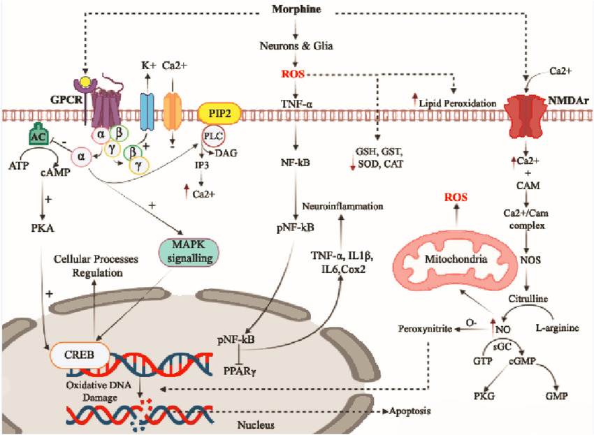 Morphine Mechanisms - Creative Diagnostics