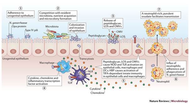 Neisseria gonorrhoeae Antigens - Creative Diagnostics