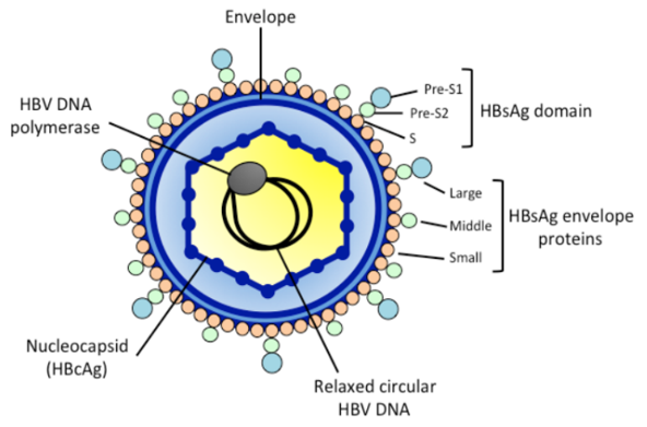 hepatitis b virus structure