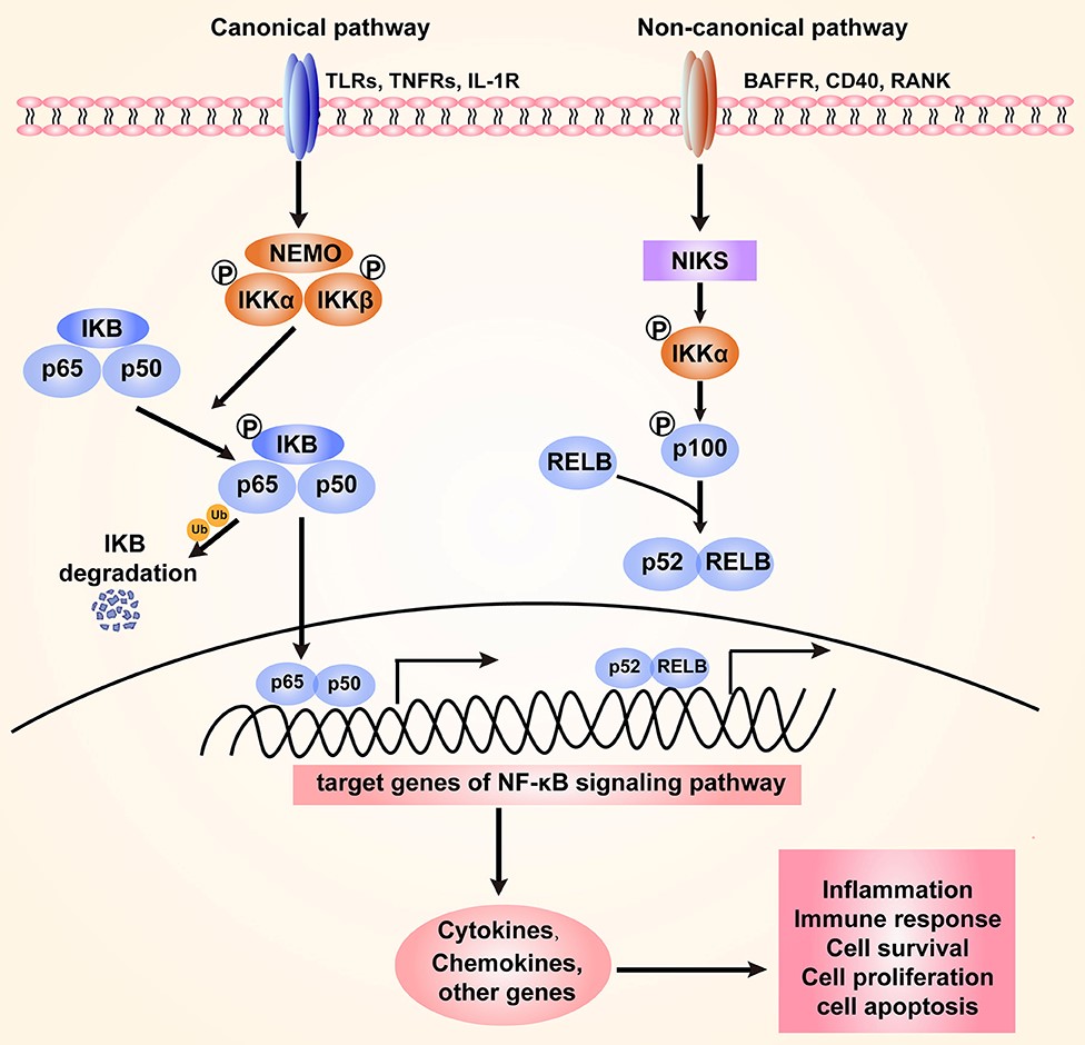 nf-b-small-molecule-guide-creative-diagnostics