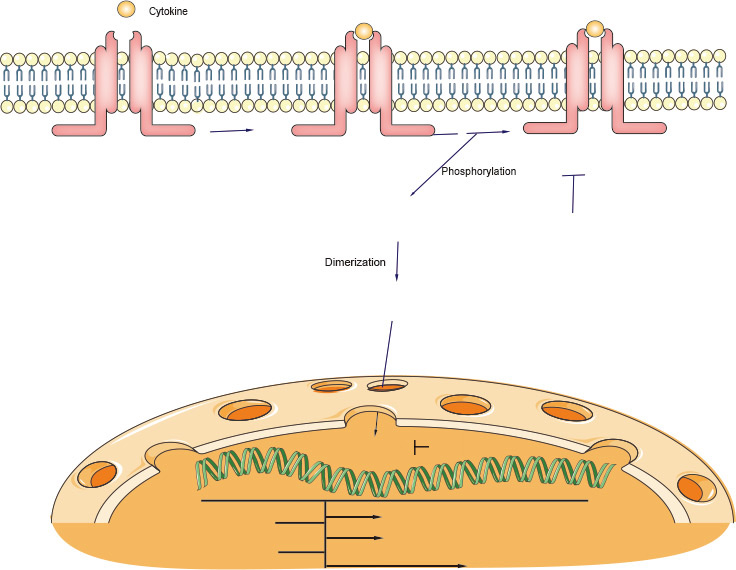 JAK-STAT Signaling Pathway