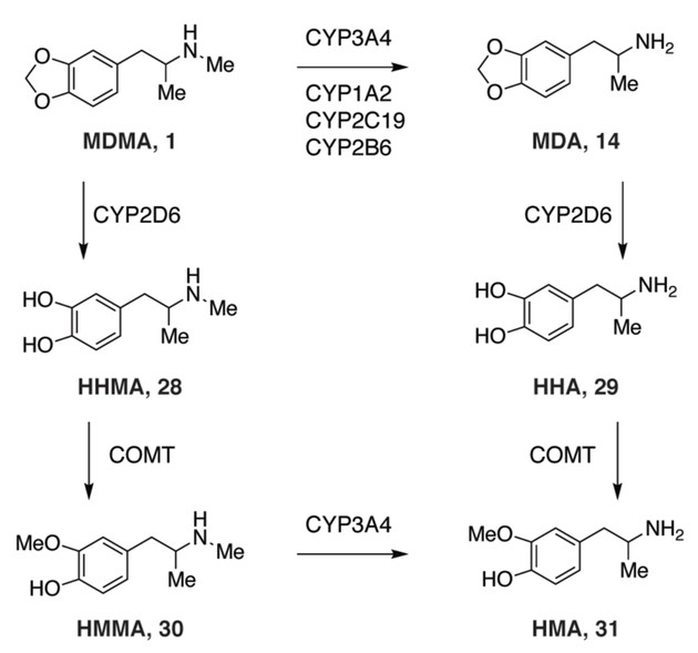 Pharmacology and Toxicology of MDMA - Creative Diagnostics