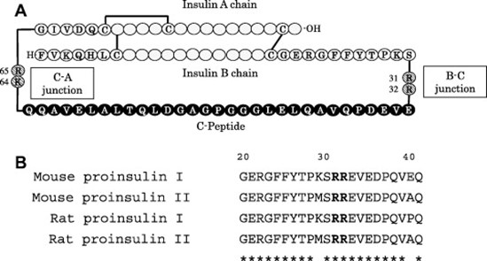 Proinsulin, Insulin And C-Peptide Antibodies - Creative Diagnostics