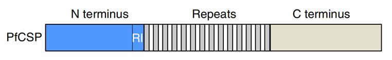 Schematic of PfCSP