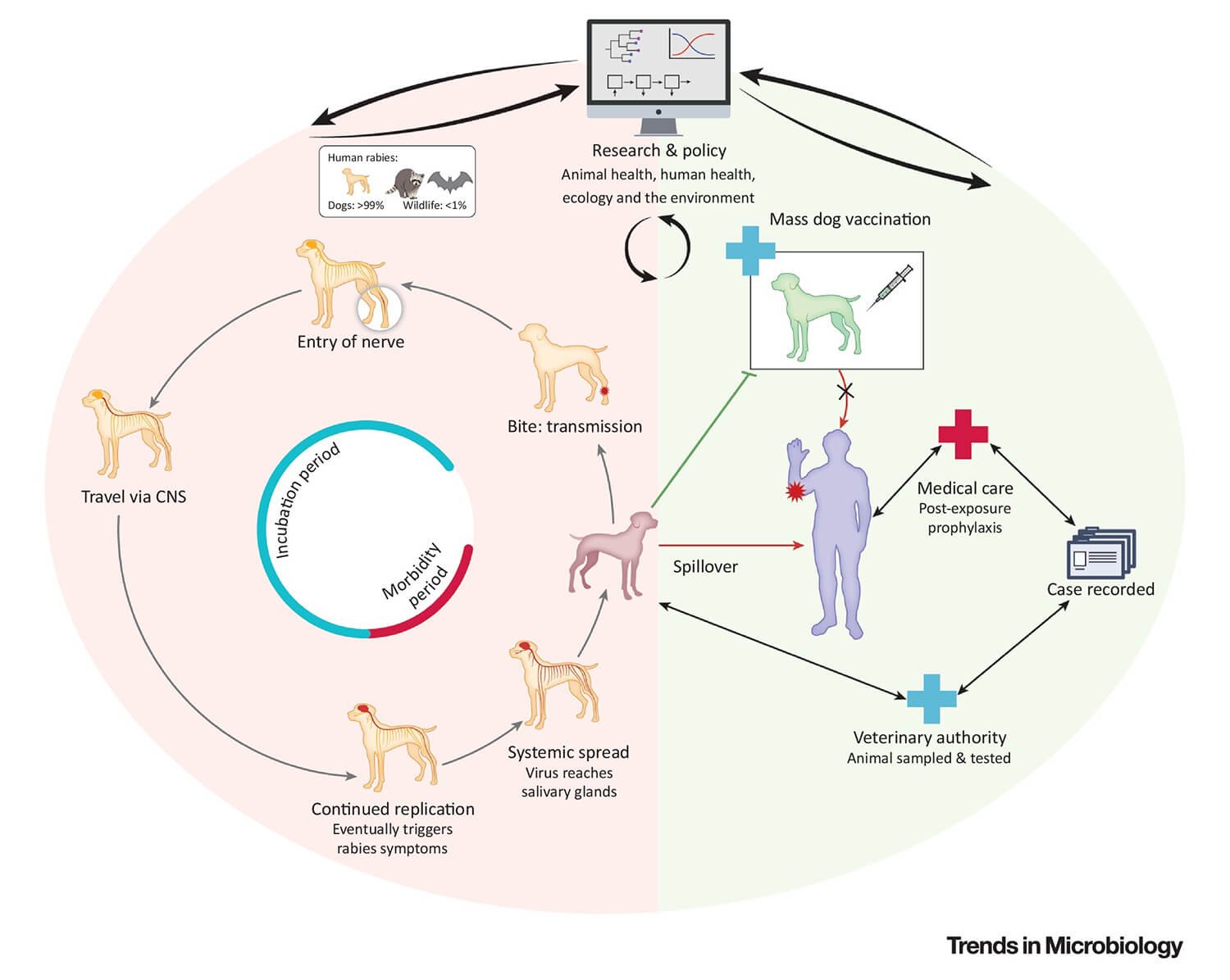 Study on the Escape of Rabies Virus from the Host's Natural Immune ...