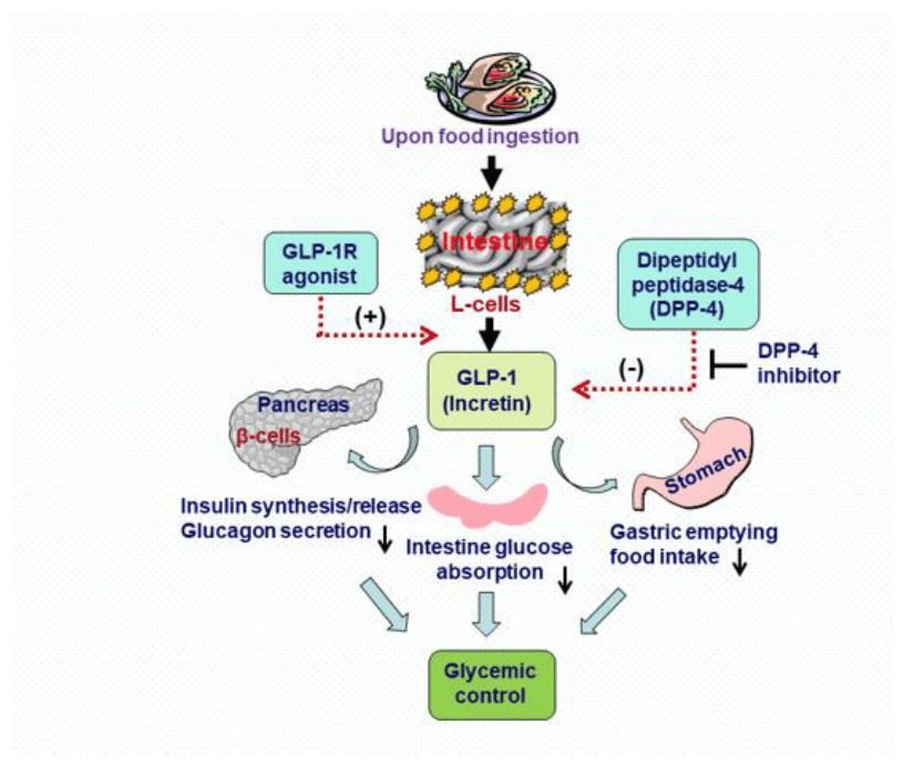 Uses of Liraglutide - Creative Diagnostics