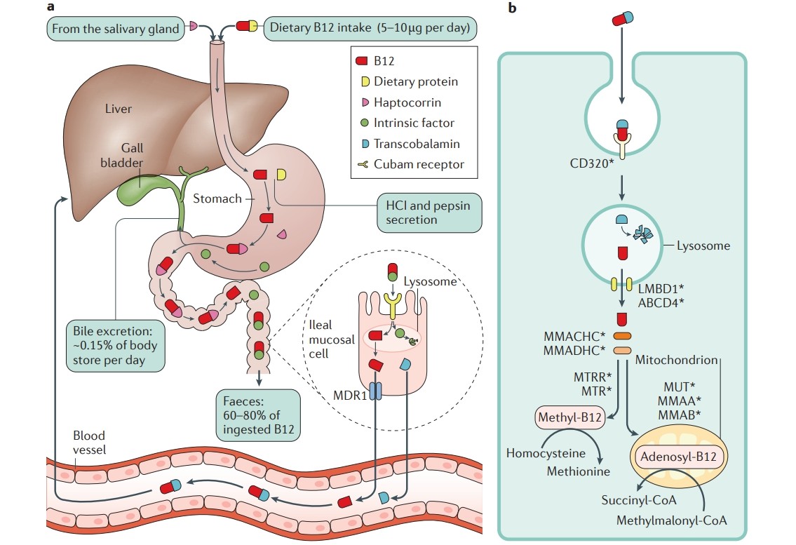 Vitamin B12 in Health and Disease - Creative Diagnostics