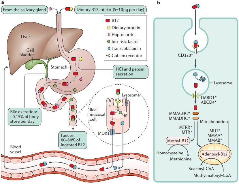 VB12 and VB12 Deficiency - Creative Diagnostics