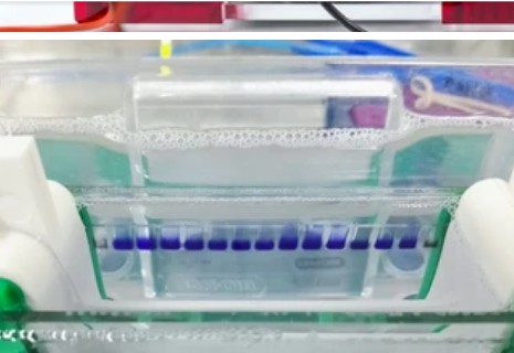 Western Blot Membrane Stripping For Restaining Protocol Creative Diagnostics