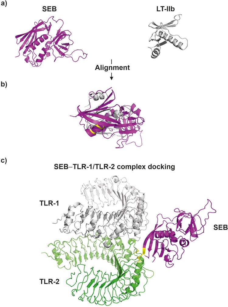 What Is Staphylococcus Aureus Enterotoxin B (SEB)? - Creative Diagnostics